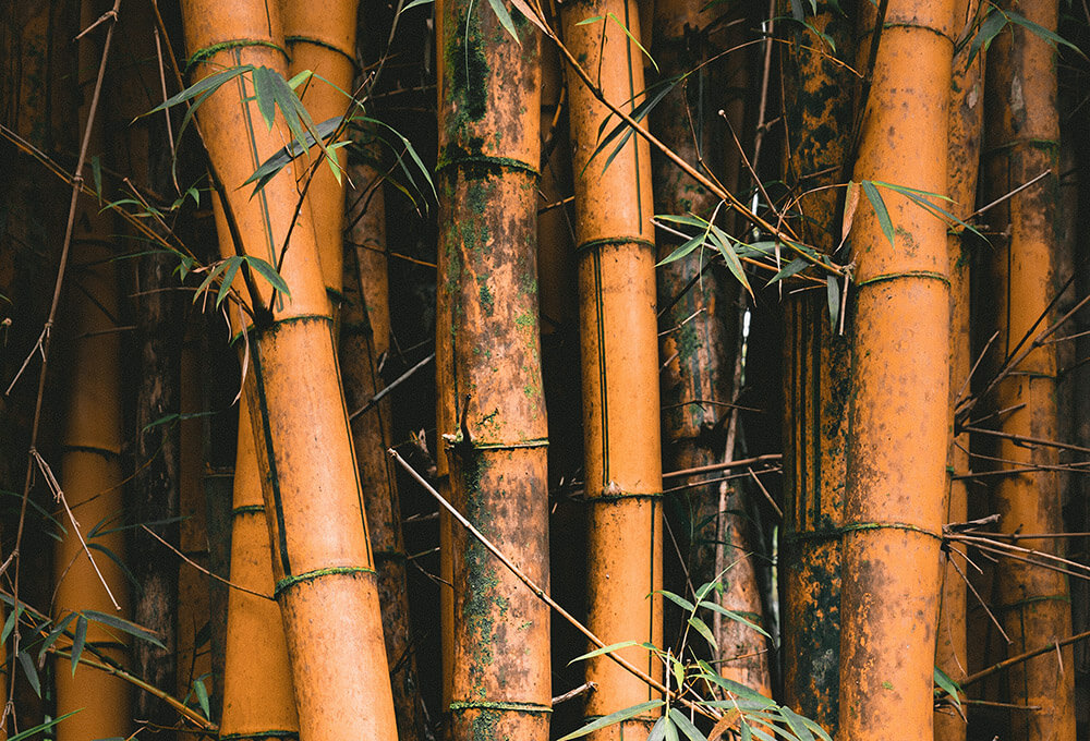 maniac slachtoffer Onvervangbaar Waarom bamboe een beter alternatief is voor katoen - Duurzame Student