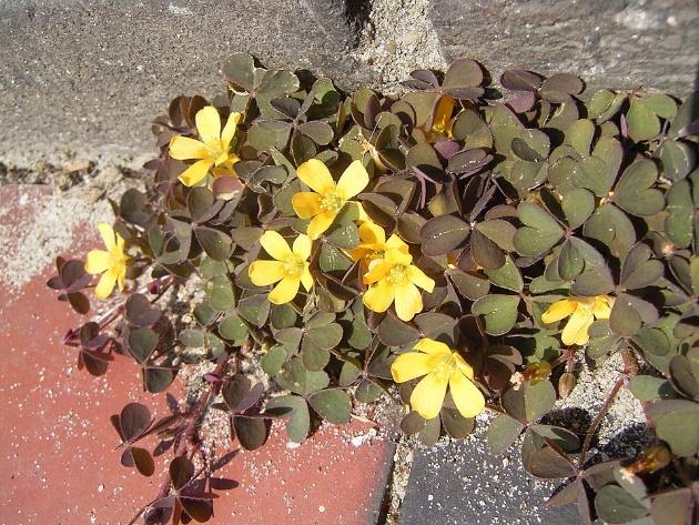 Gehoornde klaverzuring - Plant en Plagen